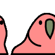 parrot-conga