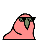 parrot-cool