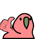 parrot-thumbs-up